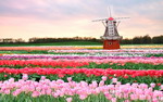 Đón Xuân Châu Âu cùng lễ hội hoa Tulip